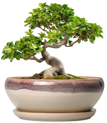 SQOWL Bonsai-Baumtöpfe – 25,4 cm Keramik-Sukkulententöpfe, rund, flach, Pflanzgefäß mit Ablaufloch und Tablett, Schalen-Pflanzgefäß für Innen- und Außenbereich, Zimmerdekoration, Gartengeschenke