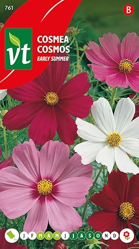 Cosmea Frühsommer, ein Sommer voller Blumen, Samen, 1 g, 150 Samen pro Gramm