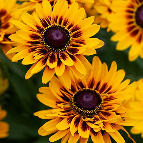 Rudbeckia SmileyZ Giggling - Black-Eyed Susan | Deciduous Garden Perennial Plant (20-30cm Incl. Pot)