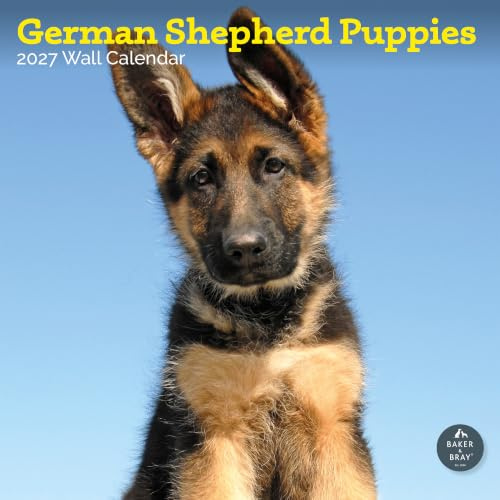 Deutscher Schäferhund Welpen Kalender 2024 | Quadratischer Wandkalender | 16 Monate | Baker and Bray