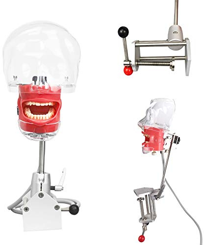 Trainingspraxis Dental Manual Manikin Simulator Phantom Kopfausrüstung für Bildung