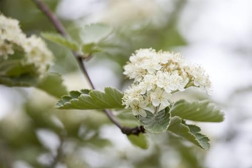 Crataegus laevigata 100-150 cm - Zweigriffeliger Weißdorn, weiße Blüten, Blütezeit Mai-Juni, ideal für Hecken, bienenfreundlich, winterhart