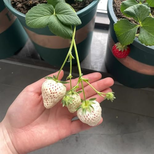 erdbeeren samen mehrjährig - exotische früchte, hochbeet balkon erdbeer samen samen zimmerpflanzen, pflanzen samen obstbäume, zimmerpflanzen obstbäume kaufen, ostergeschenke 200pcs