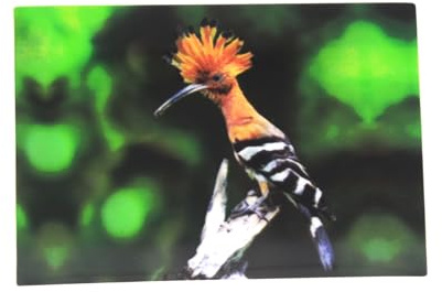 Cornelißen naTierliche Geschenke 3 D Ansichtskarte Wiedehopf, Postkarte Wackelkarte Hologrammkarte Tier Vogel Gartenvogel