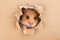 Destination Vinyl Posters A1 | Funny Hamster Poster Art Print 60 x 90cm 180gsm Mice Rodent Pet #8521