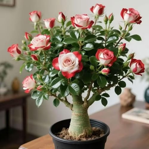Brillante Rizoma Di Rosa Del Deserto, Resistenti Al Freddo E Alla Siccità, Facile Da Coltivare, Splendide esposizioni in giardino-1 Rizoma-J