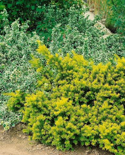 Taxus baccata 'Washingtonii' 70-80 cm - Gelbe Eibe, immergrün, ideal für Hecken und Kübel, pflegeleicht, winterhart