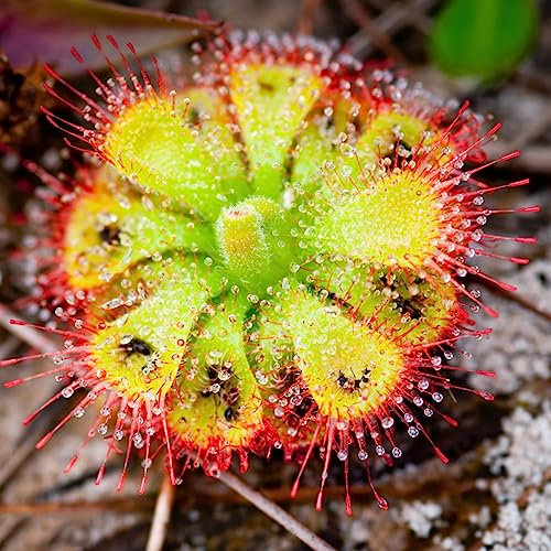 10 Pz Piante Carnivore - Drosera Peltata Serra Al Chiuso Drosera Stolonifera Piante Da Esterno Piante D'Appartamento Vere Piante Carnivore Decorazione Del Davanzale Della Finestra