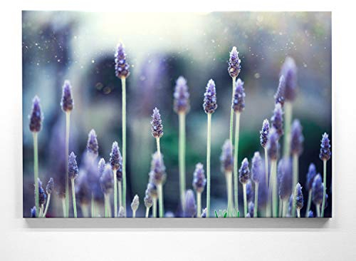 Die Blüte als Leinwandbild, 80x80cm groß und 9 weitere wunderschöne Lavendel Bilder als Wandbild in 7 Formaten. Ideal als Dekobild für alle Zimmer. Fertig aufgespannt auf Holzrahmen