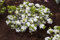 Rhododendron obtusum 'Kermesina Alba' 15-20 cm - Azalee, weiße Blüten, Blütezeit April-Mai, ideal für Kübel und Rabatten, winterhart und pflegeleicht
