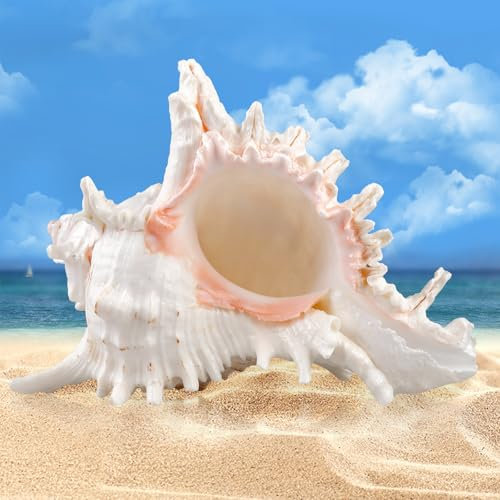 Natürliche Muscheln,18-20cm Große Natürliche Muschelschalen,Riesige Ocean Muschel,Große Muscheln Zum Basteln Für DIY Handwerk Dekor,Strand-Mottopartys,Hochzeitsdekor