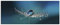 ARTland Wanddeko Glasbilder Wandbild Glas Bild einteilig 125x50 cm Querformat Blumen Pusteblume Wassertropfen Natur Modern Blau U1TB