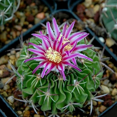 200 Pz Colore Misto Semi di Cactus Pianta Grassa Casa Giardino Bonsai Balcone Decor Semi per Giardino Piantare Colore misto Semi Di Cactus