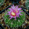 200 Pz Colore Misto Semi di Cactus Pianta Grassa Casa Giardino Bonsai Balcone Decor Semi per Giardino Piantare Colore misto Semi Di Cactus