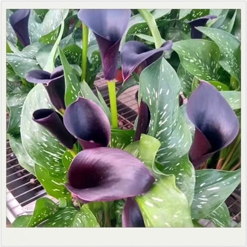Calla Lilies Bulbs,Calla Lily Bulbs for Planting/Cut Flowers/Natural Organic/Greening Flower/Wedding Flowers-8Bulbs-black