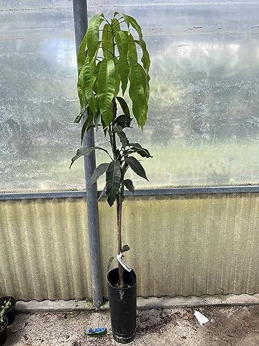 Pianta di Mango Mangifera Indica H 140CM FRUTTI TROPICALI (OSTEEN)