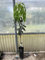 Pianta di Mango Mangifera Indica H 140CM FRUTTI TROPICALI (OSTEEN)