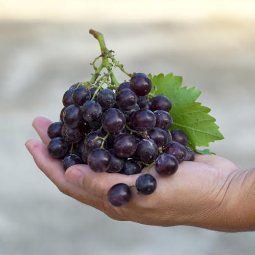 300 Pcs Trauben Pflanzen Samen - Vitis Vinifera - Säulenobstbäume, Bio Saatgut Traubenkerne Weintrauben Samen, Obstbaum, Winterharte Balkonpflanzen Säulenobst, Winterharte Pflanzen