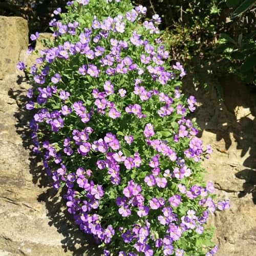 800 pcs blaukissen samen blumensamen mehrjährig winterhart blaukissen pflanzen blaukissen winterhart mehrjährig pflanze bodendecker winterhart steingartenpflanzen winterhart pflanzen