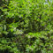 200 pcs holly samen-ilex crenata（buchsbaum） hochstamm winterhart bonsai samen gartenpflanzen winterhart mehrjährig gartenpflanzen kübelpflanzen winterhart grünpflanzen winterharte