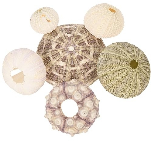 Cabilock 6 Stücke Seeigel Muscheln Gehäuse Schalen Aquarium Deko Tillandsien Halterung Luftpflanzen Ständer Halter Aufhänger Sukkulenten Blumentopf Pflanzenhalter Kunstpflanze Kaktus Topf