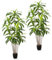 PASCH® 2 x Drachenbaum Kunstpalme groß (180cm) - Langlebig & Naturgetreu | Realistische Kunstpflanzen groß | Künstliche Pflanzen groß | Palme künstlich | Künstliche Palme für natürliches Ambiente