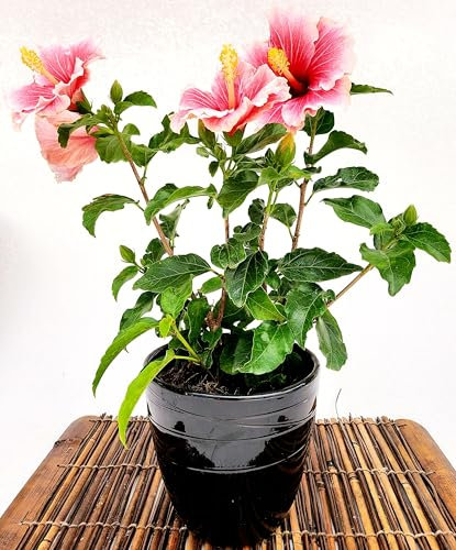 POWERS TO FLOWERS - HYBISCUS, IBISCO ROSA BICOLORE, VASO 14CM, IN VASO CERAMICA NERO, pianta vera
