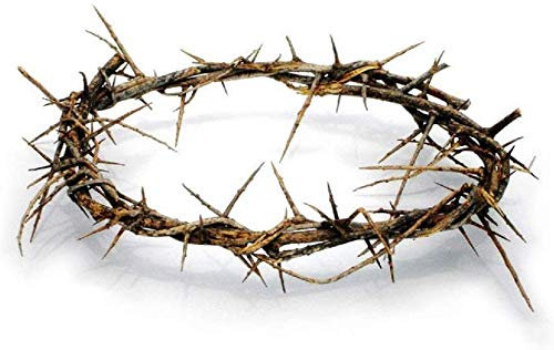 Autentica corona di spine biblica a grandezza naturale, 20,3 cm, con certificato