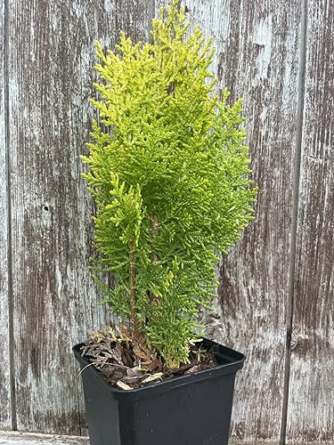 Dwarf Golden Conifer Tree | Platycladus Thuja occidentalis 'Aurea Nana' UK Grown | 20cm+ Tall | 9cm Pot
