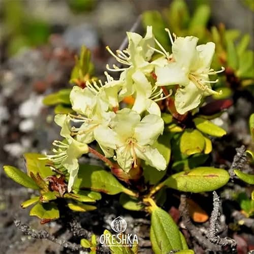 Golden Rhododendron Seeds: Kashkara Beauty - Nature's Elegance!