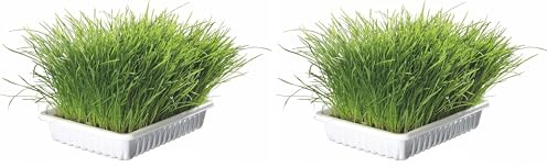 Trixie TX 4235 - Cat Grass Bowl, 100gr (Confezione da 2)