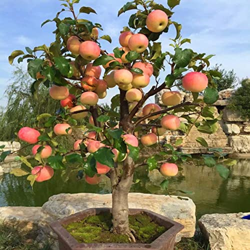 Pre-grown Apple Tree Structure Forming, Insect Friendly, Cold-Resistant, Durable Ornamental Garlic Bulbs, Compatible 2 Rhizome