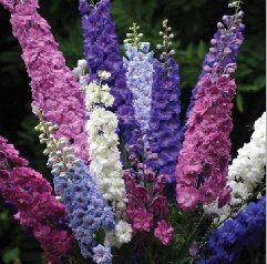 SEMI Delphinium Una varietà di colori dei fiori semi- GIGANTE - Delphinium Cultorum fiore pianta semi giardino W22 mixded Delphinium