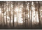 Runa Art Papier peint intissé Mural Oiseaux Fog Forêt Moderne Toison Salon Chambre à Coucherr Salle - Tableaux Muraux Tapisserie Photo - marron 9326010b