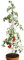 bellissa Tomatenturm - 7503 - Rankhilfe für Tomaten und Gurken - Stütze zum Pflanzen von Gemüse - Durchmesser 13 cm, Höhe 180 cm - 3er Set
