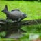 Bussandri Exclusive - Wasserspeier Fisch
