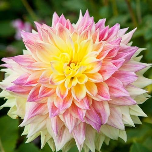 Bulbi Di Dalia Bulbi Di Dalia Gigante Dalia Fiore Bulbi Dalia Perenni Bulbi Di Zinnia Resistente Al Freddo Lungo Periodo Di Fioritura Grandi Fiori Giardino Pianta In Vaso-2Bulbi