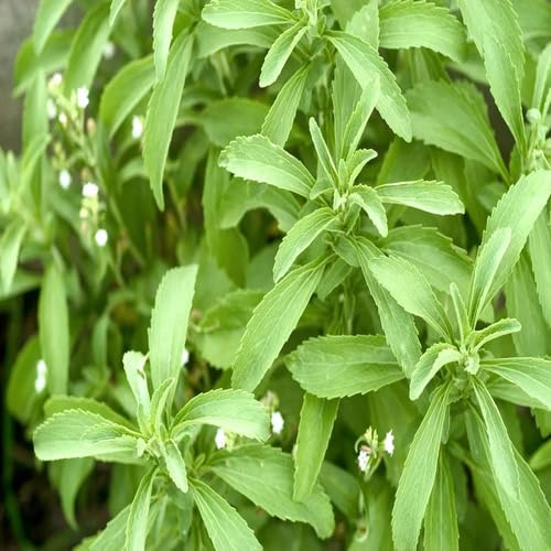 50 grüne Stevia-Pflanzensamen