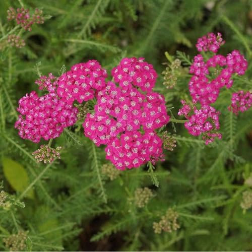 Blumixx Stauden Achillea Millefolium-Hybride 'Kelwayi' – karminrot blühende Schafgarbe, winterhart, pflegeleicht, bienenfreundlich, mehrjährig, ideal für Beet & Rabatte, 0,5 Liter Topf