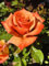 Remember Me-3 Litre Pot Potted Hybrid Tea Garden Bush Rose - Deep Bronze/Orange. British Grown
