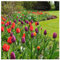Plant & Bloom Tulpenzwiebeln aus Holland, 35 Zwiebeln - Tulpe 'Triumph' Gemischte Farben - Einfach zu züchten - Für den Herbst Pflanzen - Top Qualität - Blüten in Gelbe, Rosa, Rot