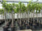 gruenwaren jakubik Feigenbaum 160-180 cm Obstbaum winterhart kräftiger Stamm, Ficus Carica, Feige, Obst