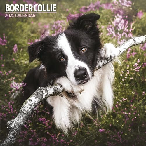 Border Collie 2025 Traditioneller Kalender