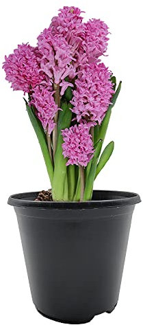 2 x Hyacinth with Plastic Pot and Potting Compost – Spring Flowering Bulbs – Gift Kit – Perennial – for Your Beautiful Garden (2 x Pink)