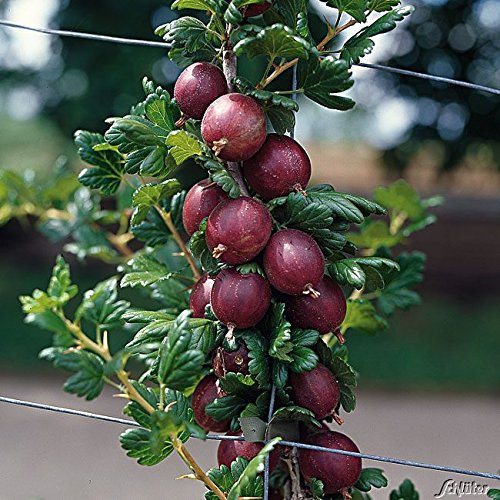 Stachelbeere 'Remarka®' - Hochstamm 80-90 cm