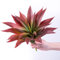 Veryhome Plantes succulentes artificielles d'aloe Vera,31.8 cm,Artisanat de qualité supérieure,Décoration de Verdure pour intérieur et extérieur (Rouge)