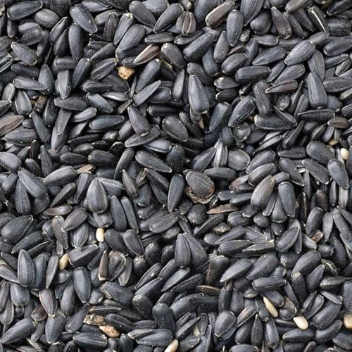 1 Kg Johnston & Jeff Black Oil Sunflower seeds