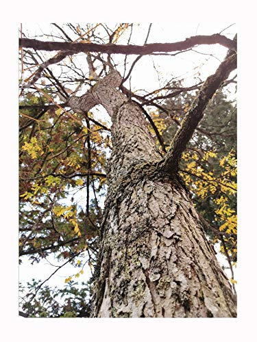 Kentucky Coffee Tree, Gymnocladus dioicus, Spreading Habit, Autumn colouration, Rarely Offered, Great for UK Climate, 20-25cm Plant in an 8cm Pot