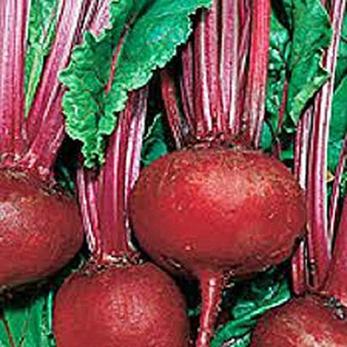Beets, dark red detroit, heerloom, organic 100 seeds, tender and sweet, deep red