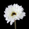 VICASKY 5 Stück Große Pflanzen Weiße Kunstblumen Blumendekorationen Dekorative Pflanze Kunstblume Gerbera Gänseblümchen Hohe Künstliche Gänseblümchenstiele Künstliche Blumen